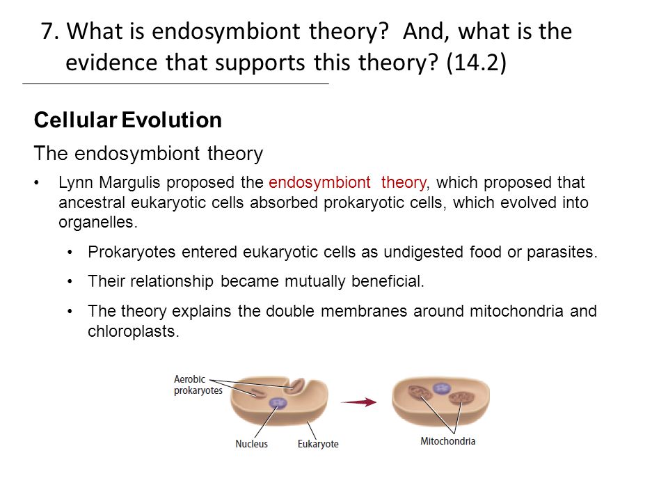 The endosymbiont hypothesis and the evolution
